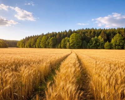 Pozemky v obci Lakšárska Nová Ves o celkovej výmere 35299m2 43